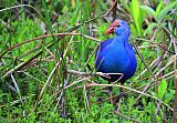 Gray-headed Swamphen